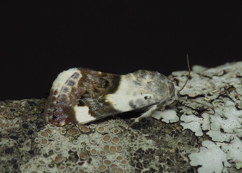 Pale Shoulder