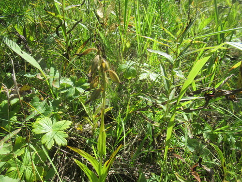 Epipactis palustris, photograph 6