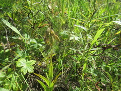 Epipactis palustris, photograph author not stated, no rights reserved