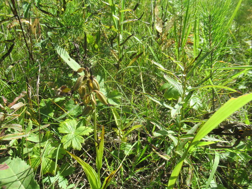 Epipactis palustris, photograph 5