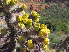 Cylindropuntia whipplei