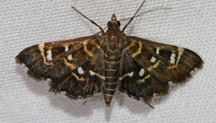 Diathrausta reconditalis