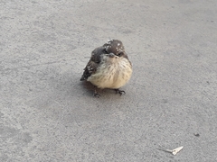 Pyrocephalus rubinus