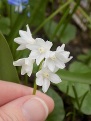 Scilla