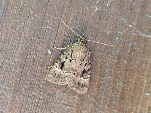 Eurasian Copper Underwing