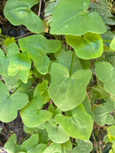 Rumex scutatus, photograph 4