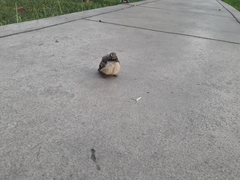 Pyrocephalus rubinus