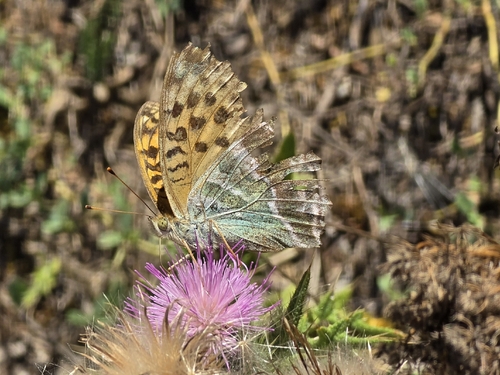 Silver-washed Fritillary