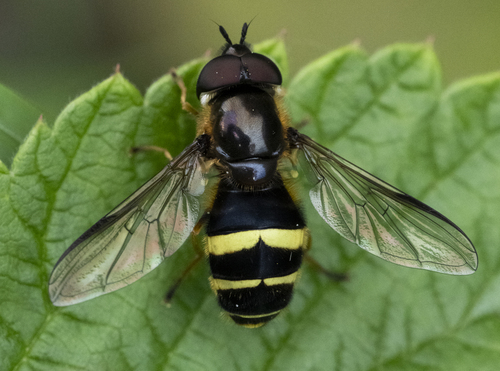 Yellow-girdled Brusheye