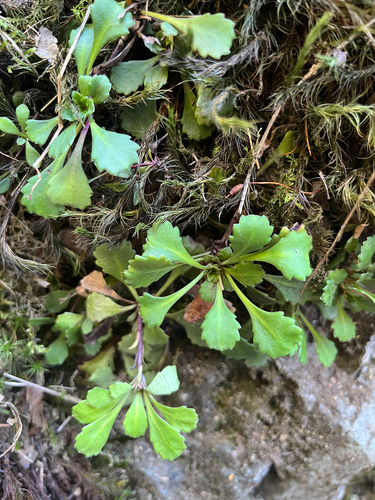 Saxifraga cuneifolia, photograph 2