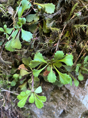 Saxifraga cuneifolia, photograph (c) Renee Grebe, some rights reserved (CC BY)