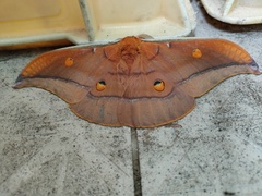 Antheraea formosana