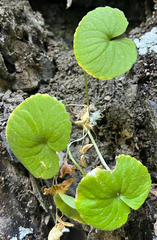 Viola biflora, photograph (c) Renee Grebe, some rights reserved (CC BY)