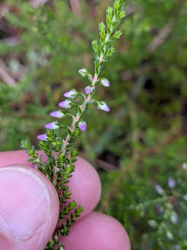 common heather