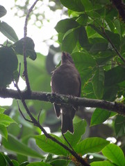Turdus plebejus