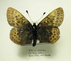 Boloria improba