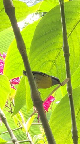 Bananaquit