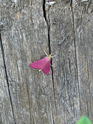 Pyrausta inornatalis