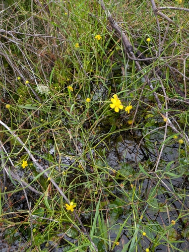 Lesser Spearwort