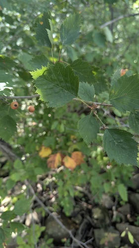 Crataegus pruinosa, 2026-09-03