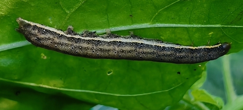 Bright-line Brown-eye