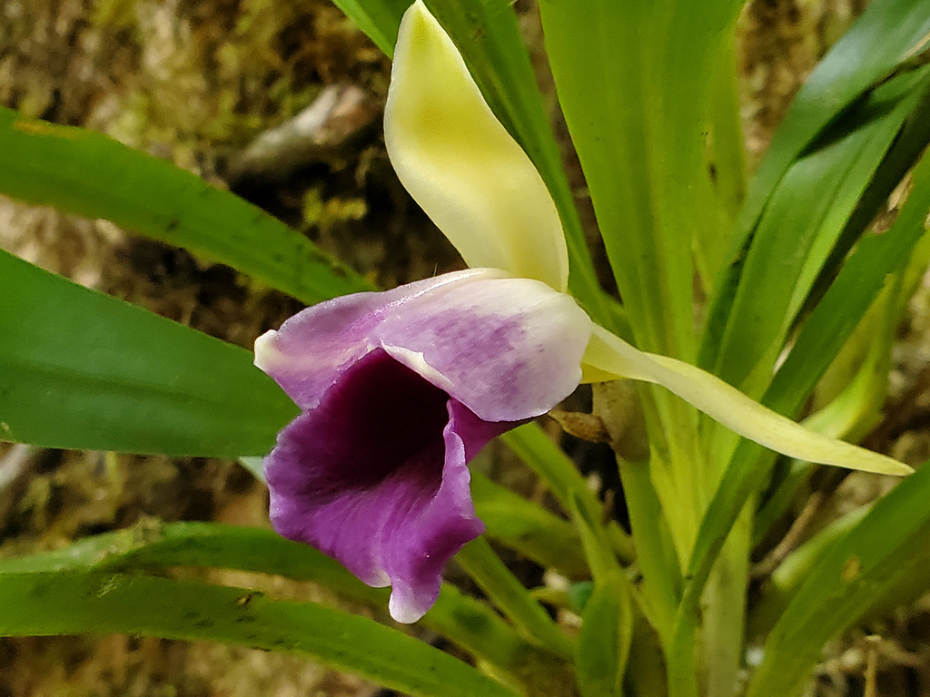 Warczewiczella discolor; photograph (c) Tom Field, some rights reserved (CC BY)