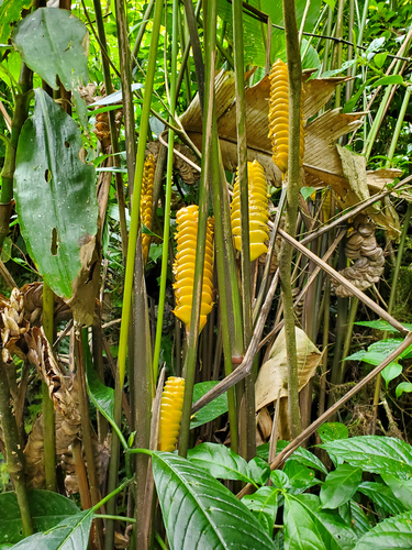 Calathea crotalifera, photograph 2