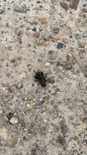 European Field Cricket