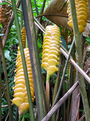 (c) Tom Field, some rights reserved (CC BY) Calathea crotalifera, photograph (c) Tom Field, some rights reserved (CC BY)