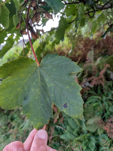 sycamore maple