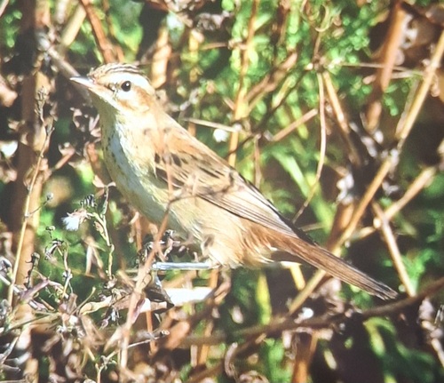 Sedge Warbler