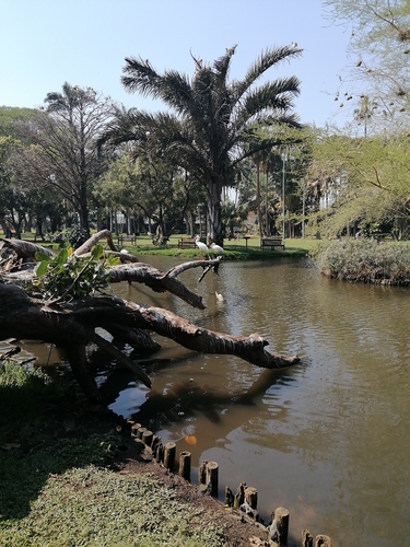iNaturalist image