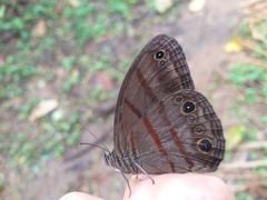 Megeuptychia antonoe