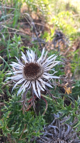 Silver Thistle