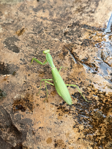 Transcaucasian Giant Mantis