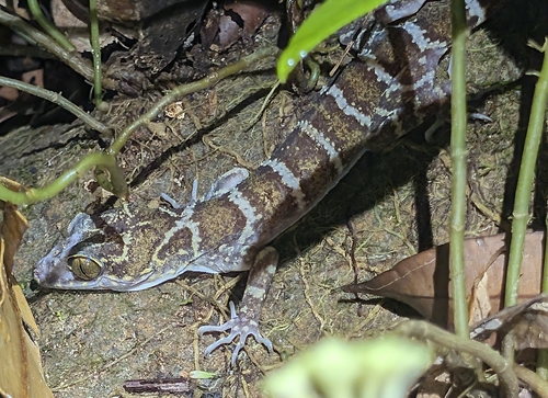 Cyrtodactylus consobrinus observed 2026-09-04