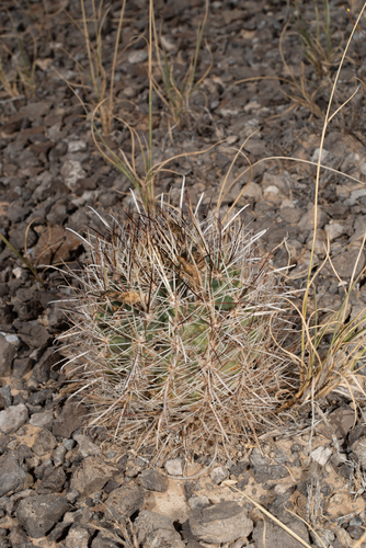 Smallflower Fishhook Cactus