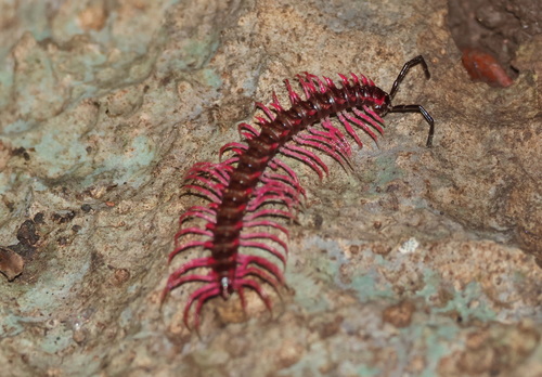 Desmoxytes pinnasquali
