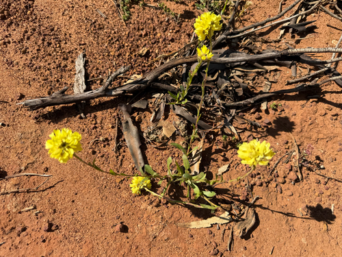 Cephalipterum drummondii, photograph 5