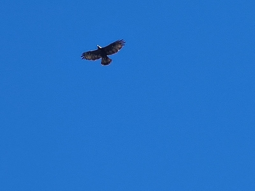 Golden Eagle