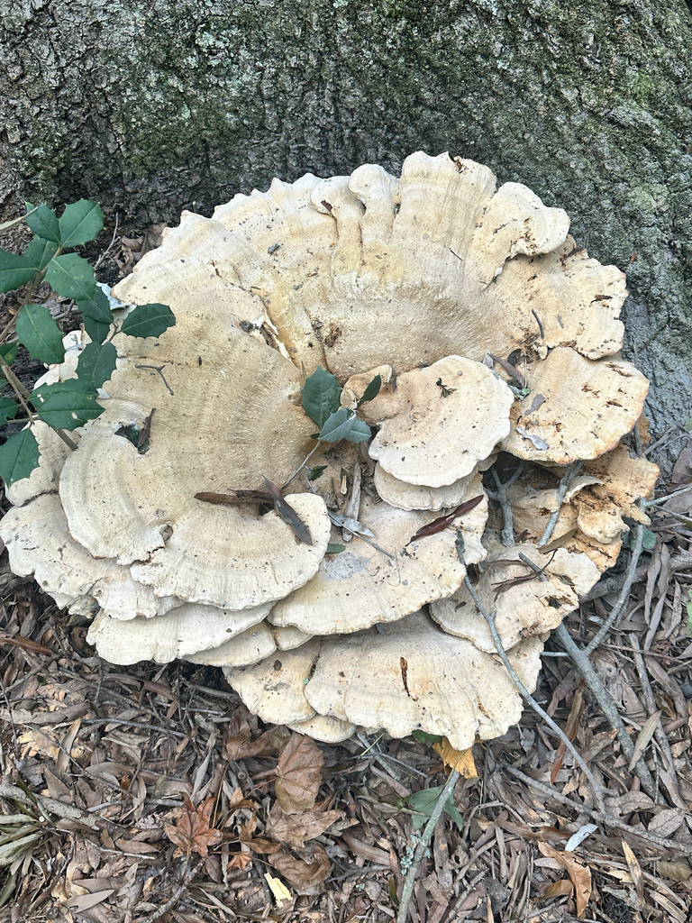 Berkeley's Polypore · September 2026 · photo: Photo: (c) Ana Ka'ahanui, some rights reserved (CC BY) · iNaturalist