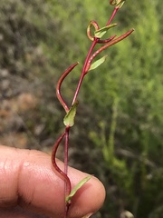 Camissoniopsis ignota