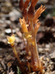 Aphyllon franciscanum