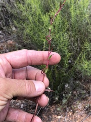 Camissoniopsis ignota