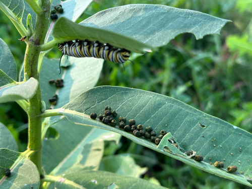 Monarch