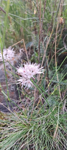 Allium saxatile