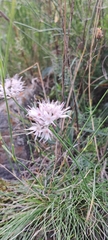 Allium saxatile, photograph author not stated, no rights reserved