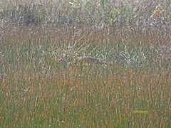 Antigone canadensis pulla