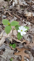 Hepatica