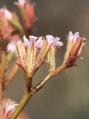 Chorizanthe leptotheca